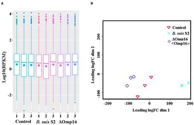 RNA-Seq Analysis Reveals the Role of Omp16 in Brucella-Infected RAW264.7 Cells